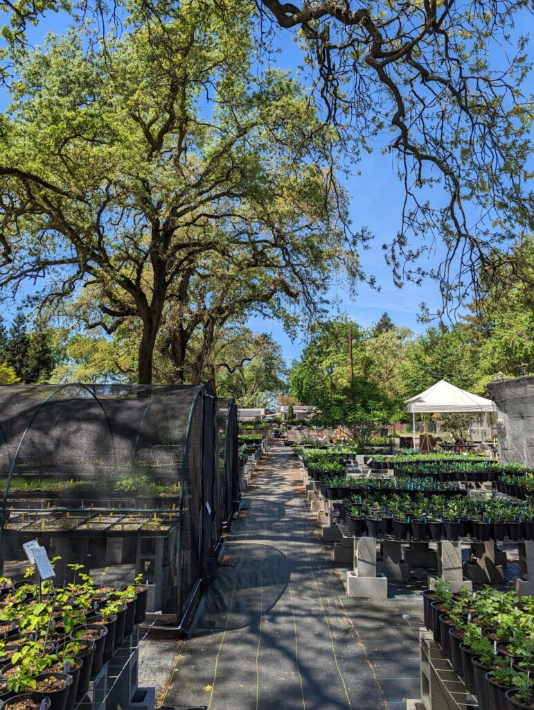 California Flora Native Plant Nursery