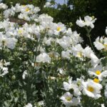 Romneya coulteri - matilija poppy