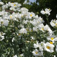 Romneya coulteri - matilija poppy