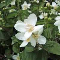Philadelphus lewisii ‘Covelo’