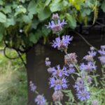 Salvia clevelandii x 'Pozo Blue' - sage