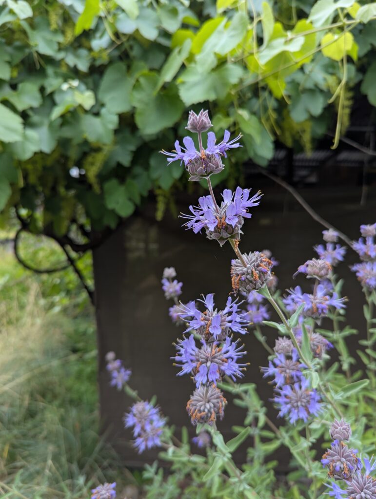 Salvia clevelandii x 'Pozo Blue' - sage