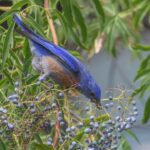 Sambucus mexicana (nigra ssp. caerulea) - blue elderberry, Mexican elderberry