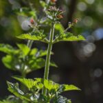 Scrophularia californica - beeplant or figwort