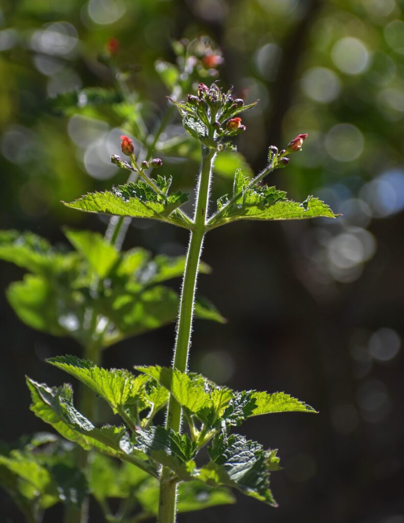 Scrophularia californica - beeplant or figwort