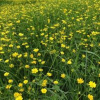 Ranunculus californicus