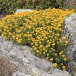 Eriophyllum staechadifolium - lizard tail