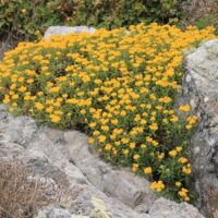 Eriophyllum staechadifolium