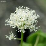 Actaea rubra - baneberry