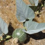 Cucurbita foetidissima - buffalo gourd