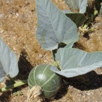 Cucurbita foetidissima