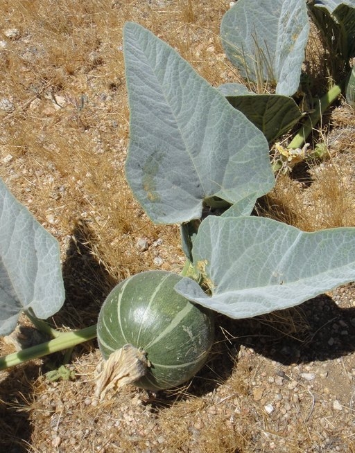 Cucurbita foetidissima - buffalo gourd