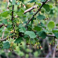 Ribes divaricatum var. pubiflorum