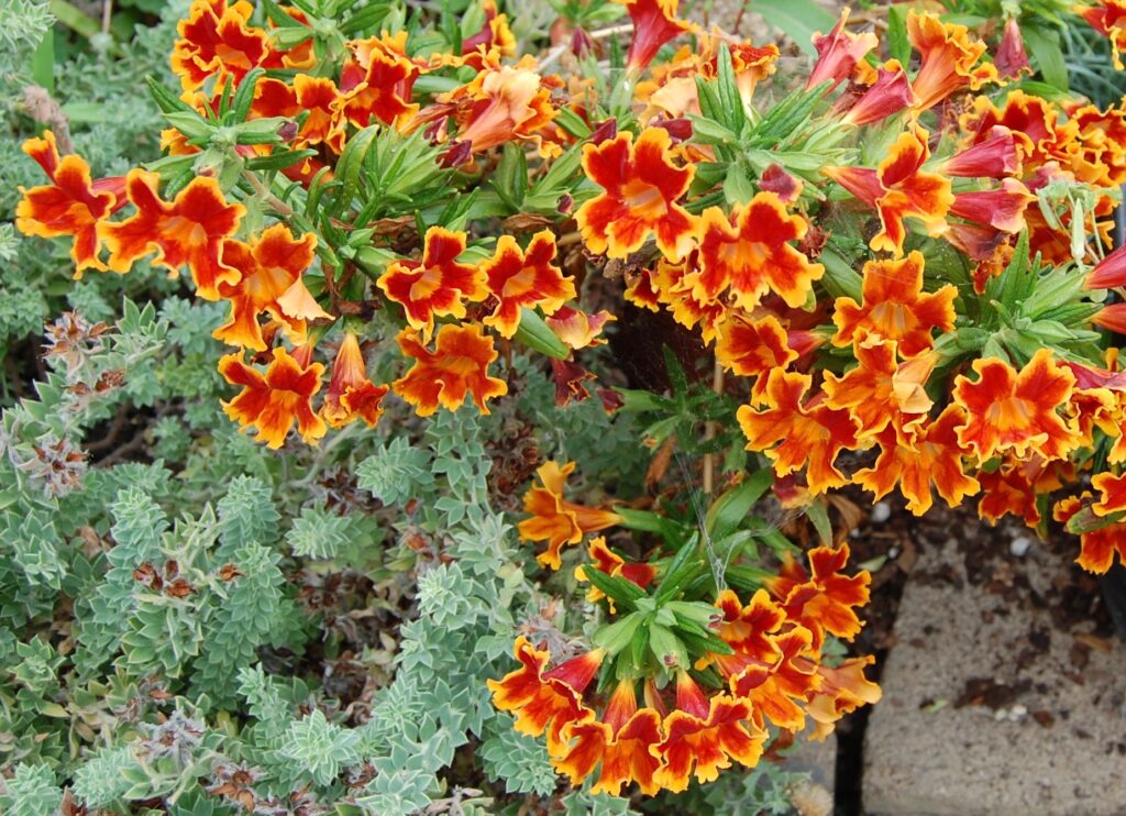 Diplacus (Mimulus) 'Fiesta Marigold' - monkeyflower