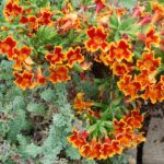 Diplacus (Mimulus) 'Fiesta Marigold' - monkeyflower