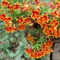 Diplacus (Mimulus) ‘Fiesta Marigold’