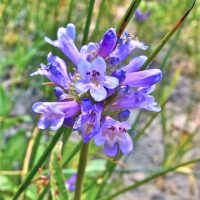 Penstemon rydbergii - meadow penstemon