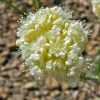 Eriogonum nudum – soft yellow form