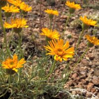 Erigeron linearis - desert yellow fleabane