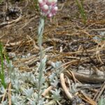 Antennaria rosea - rosy pussy toes