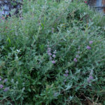 Salvia leucophylla 'Amethyst Bluff' - purple sage
