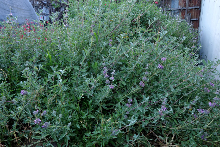 Salvia leucophylla 'Amethyst Bluff' - purple sage