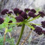 Lomatium dissectum - fernleaf biscuitroot