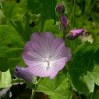 Sidalcea reptans - Sierra checkerbloom