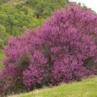 Cercis occidentalis