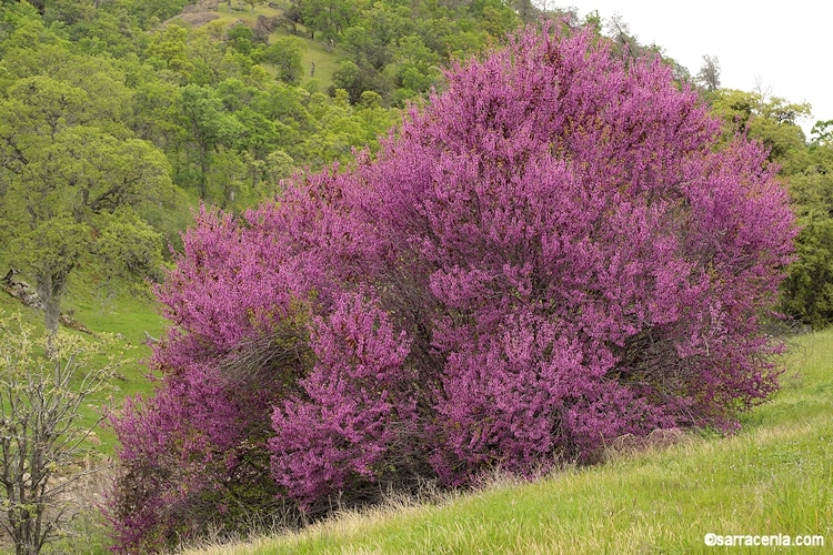Cercis occidentalis - western redbud