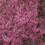 Cercis occidentalis - western redbud