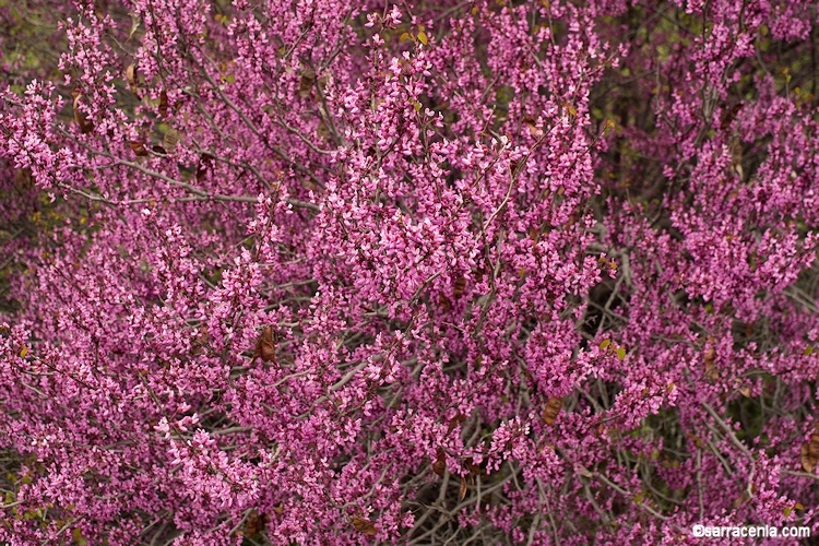 Cercis occidentalis - western redbud