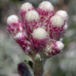 Antennaria rosea - rosy pussy toes