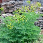 Lomatium dissectum - fernleaf biscuitroot