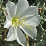 Oenothera californica - California primrose