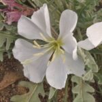Oenothera californica - California primrose