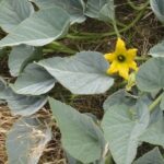 Cucurbita foetidissima - buffalo gourd