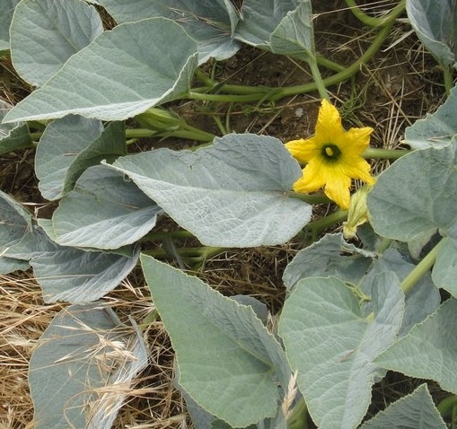 Cucurbita foetidissima - buffalo gourd