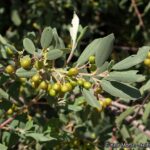 Frangula (Rhamnus) californica ssp. tomentella - serpentine coffeeberry
