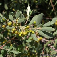 Frangula (Rhamnus) californica ssp. tomentella