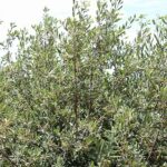 Frangula (Rhamnus) californica ssp. tomentella - serpentine coffeeberry