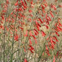 Penstemon rostriflorus