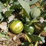 Cucurbita foetidissima - buffalo gourd
