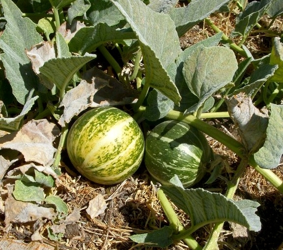 Cucurbita foetidissima - buffalo gourd