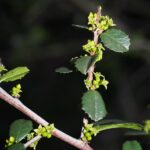Rhamnus crocea - spiny redberry