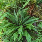 Blechnum (Struthiopteris) spicant - deer fern