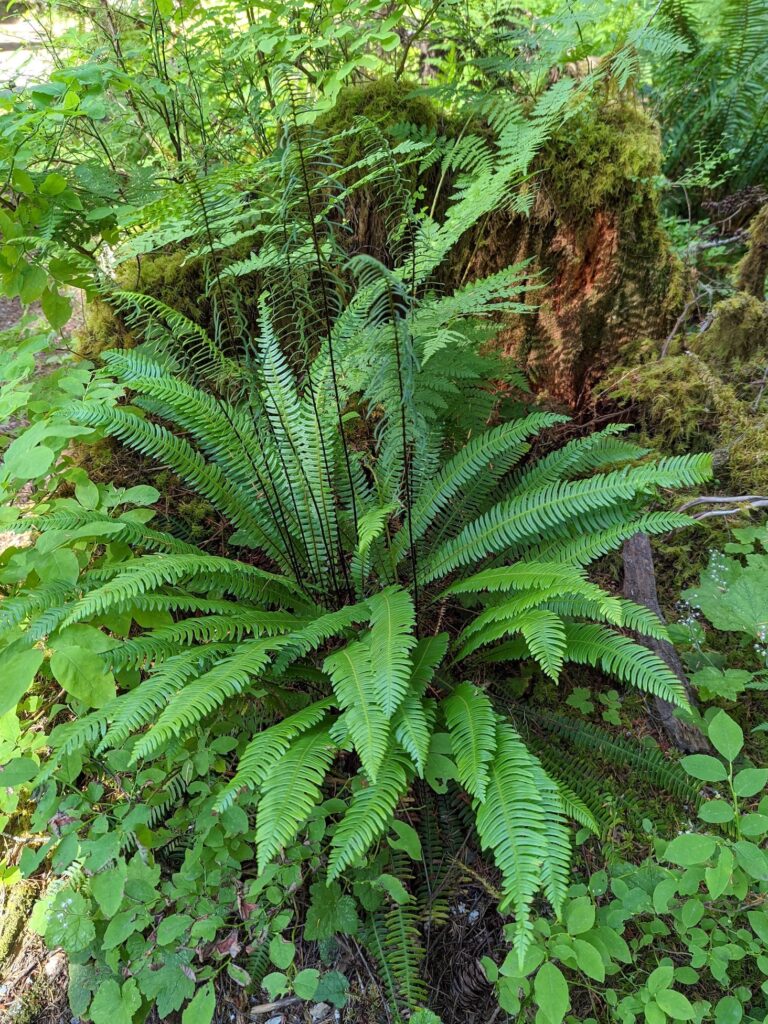 Blechnum (Struthiopteris) spicant - deer fern