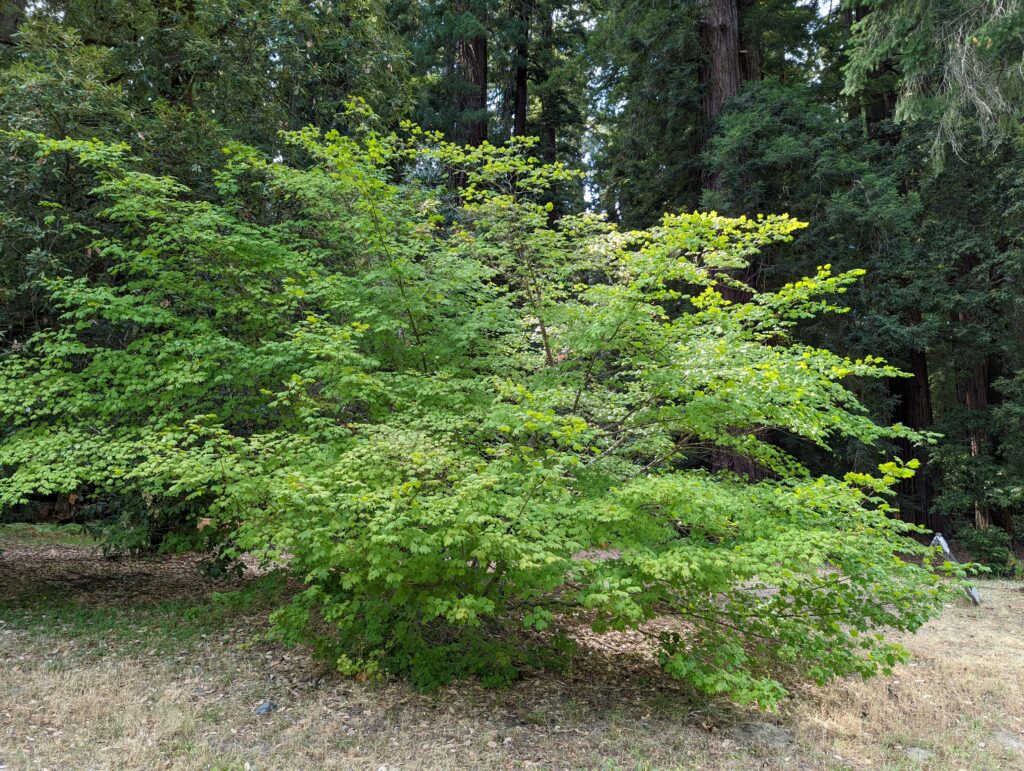 Acer circinatum - vine maple