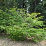 Acer circinatum - vine maple