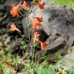 Delphinium nudicaule - red larkspur